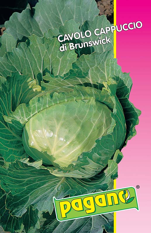 broccoletto quarantino riccio broccoletto quarantino riccio