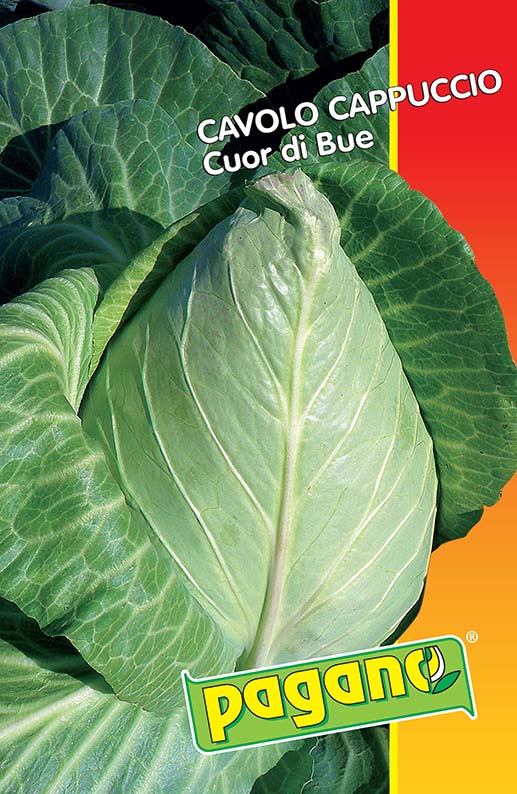 broccoletto quarantino riccio broccoletto quarantino riccio