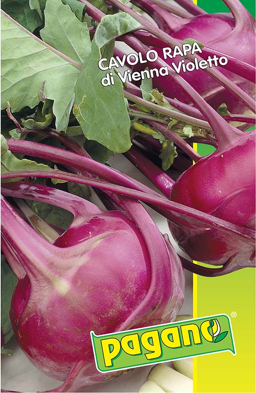 broccoletto quarantino riccio broccoletto quarantino riccio